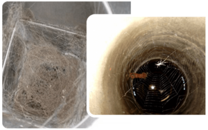 ptasie gniazda i pajęczyna w kominie